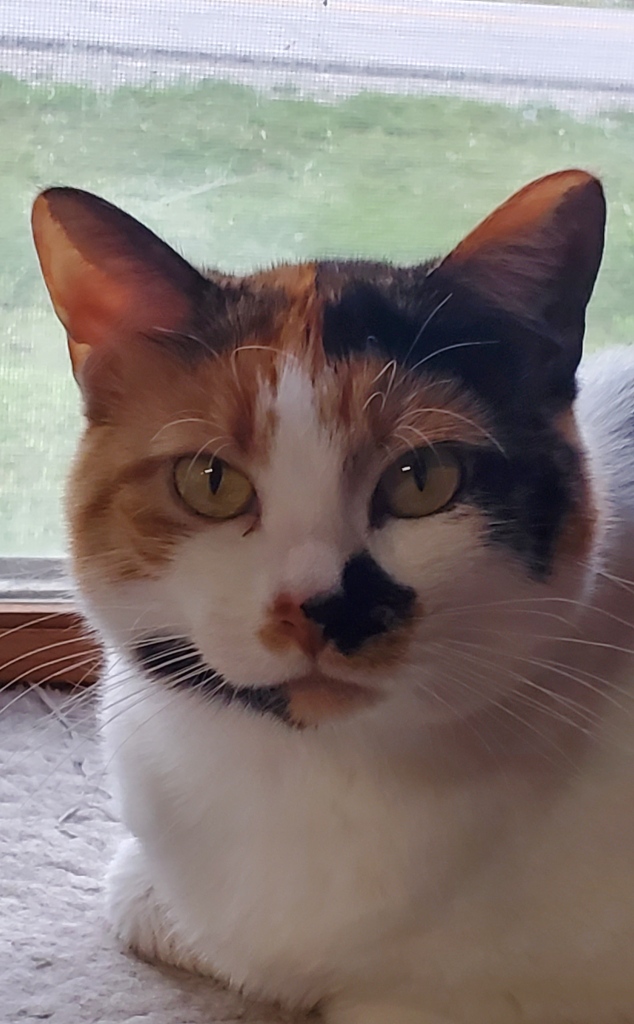 Image shows a close-up of the face of a Calico cat